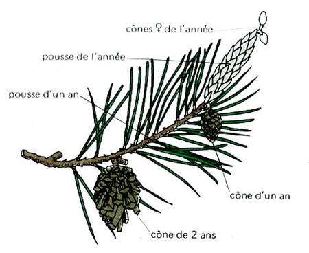 biologie des coniferes dossier