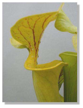 Extrémités de deux urnes de Sarracenia. © Biologie et Multimedia, tous droits réservés