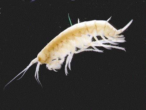 Niphargus est une espèce de crevettes habitant dans les grottes. © DR