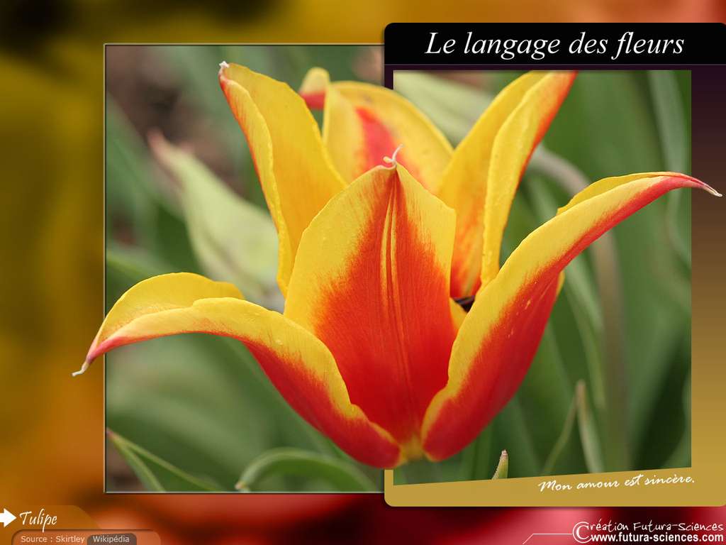 Tulipe : Mon amour est sincère Tulipe : Mon amour est sincère