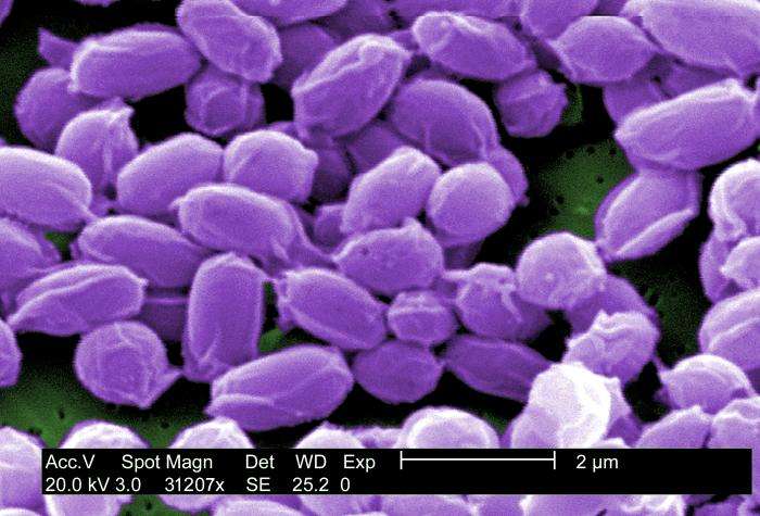 L'anthrax, ou maladie du charbon, est provoquée par la bactérie Bacillus anthracis. Si elle est respirée, elle est mortelle à presque tous les coups. Cliquez sur l'image pour accéder au diaporama. © Janice Haney Carr, CDC