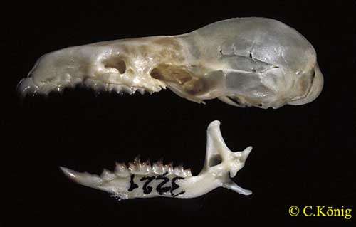 Neomys fodiens, squelette de la tête. © Toute reproduction et utilisation interdites