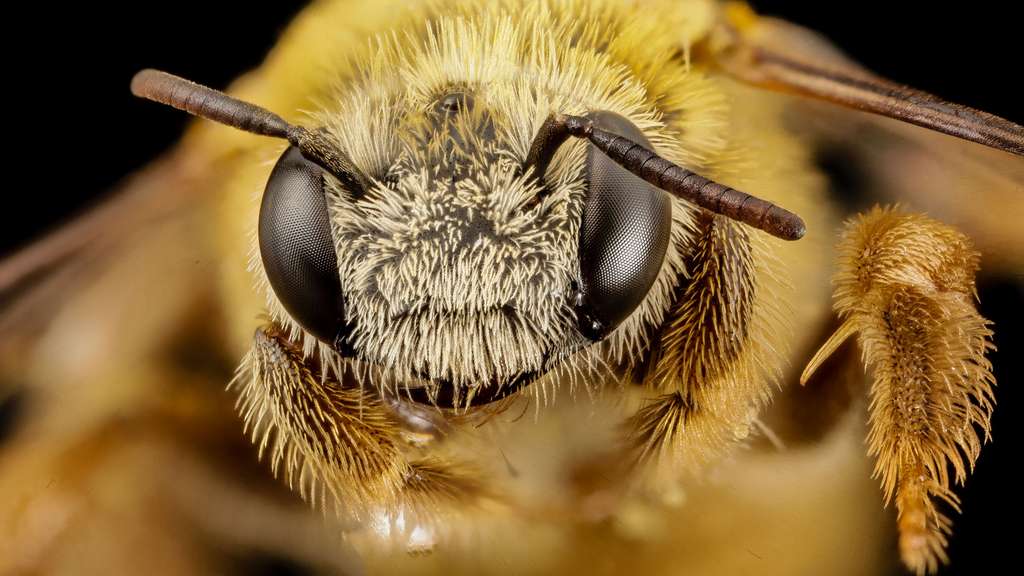 Tête d'une abeille du Brésil Tête d'une abeille du Brésil