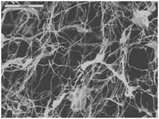 Image au microscope électronique à balayage de nanofibrilles de cellulose. © University of Florida