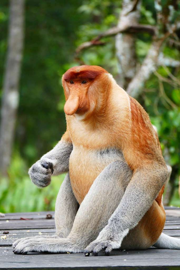 L'un des parents du « singe mystère » serait un nasique (Nasalis larvatus). © Igor, Adobe Stock