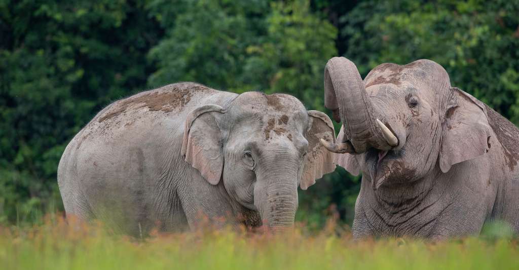 Ils seraient quelque 4.000 éléphants à vivre en Thaïlande. La moitié en captivité. Les autres dans des parcs nationaux ou en pleine nature. © chamnan phanthong, Adobe Stock
