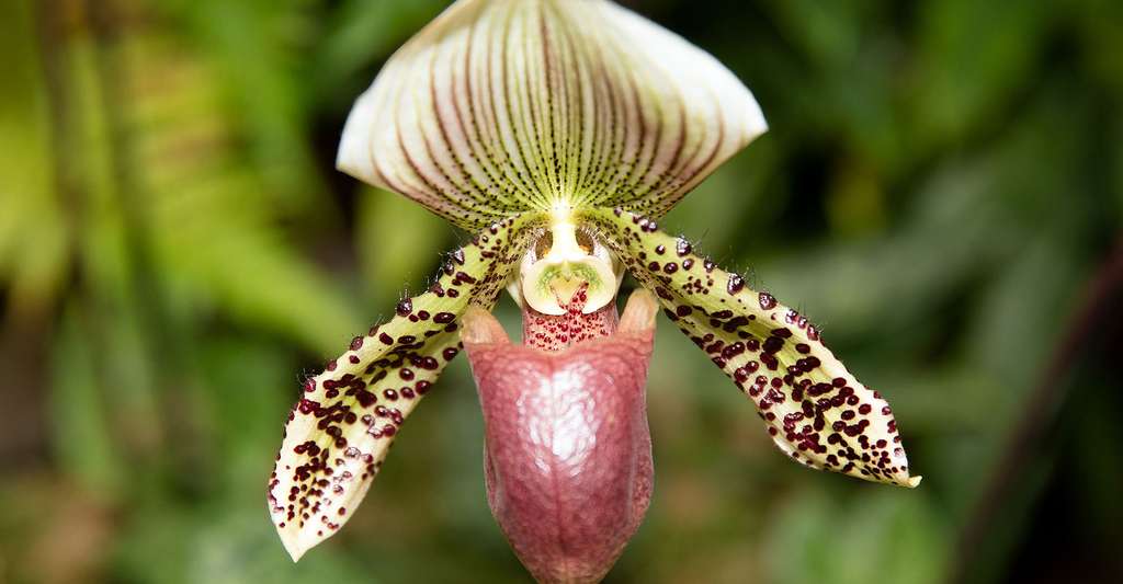 Orchidée Paphiopedilum. © Tsui, CC by-sa 3.0