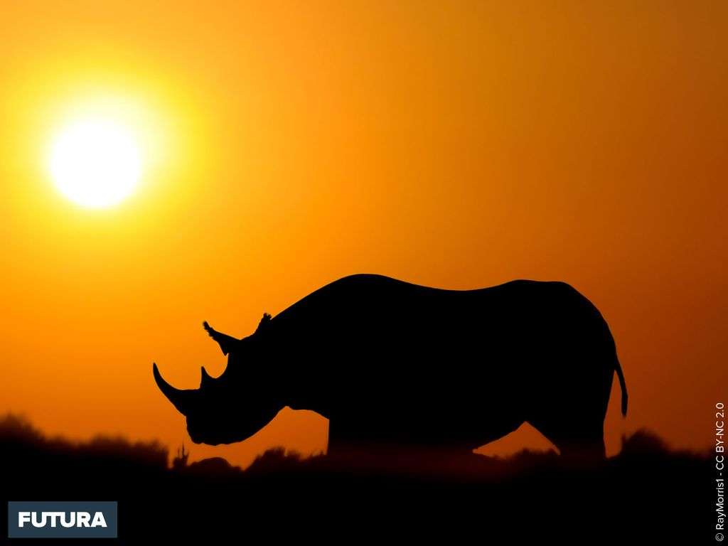 Rhinocéros au soleil de midi