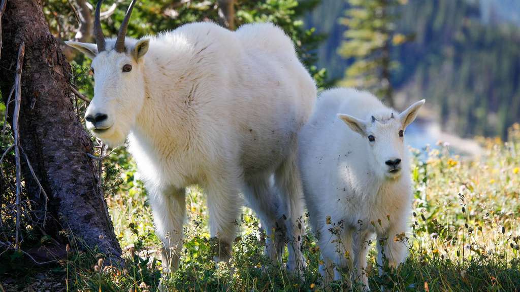 Des chèvres blanches au parc de Glacier Des chèvres blanches au parc de Glacier