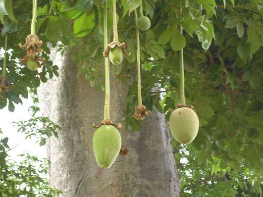 Fruits de baobab (Adansonia digitata) à différents stades de maturité. © S. Garnaud - Reproduction et utilisation interdites