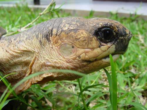 La tortue, un symbole de sagesse et de force tranquille. © Philippe Mespoulhé - Tous droits de reproduction interdit 