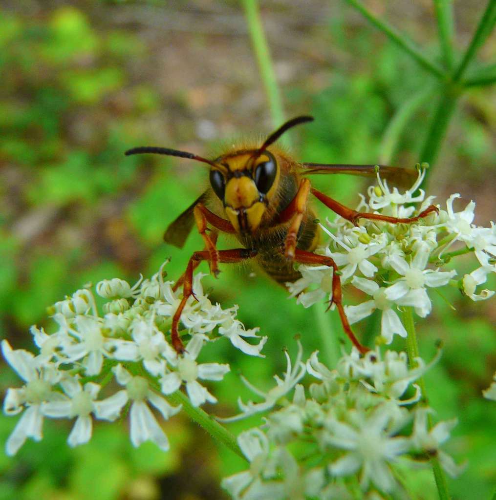 Vespa crabro - Frelon Vespa crabro - Frelon