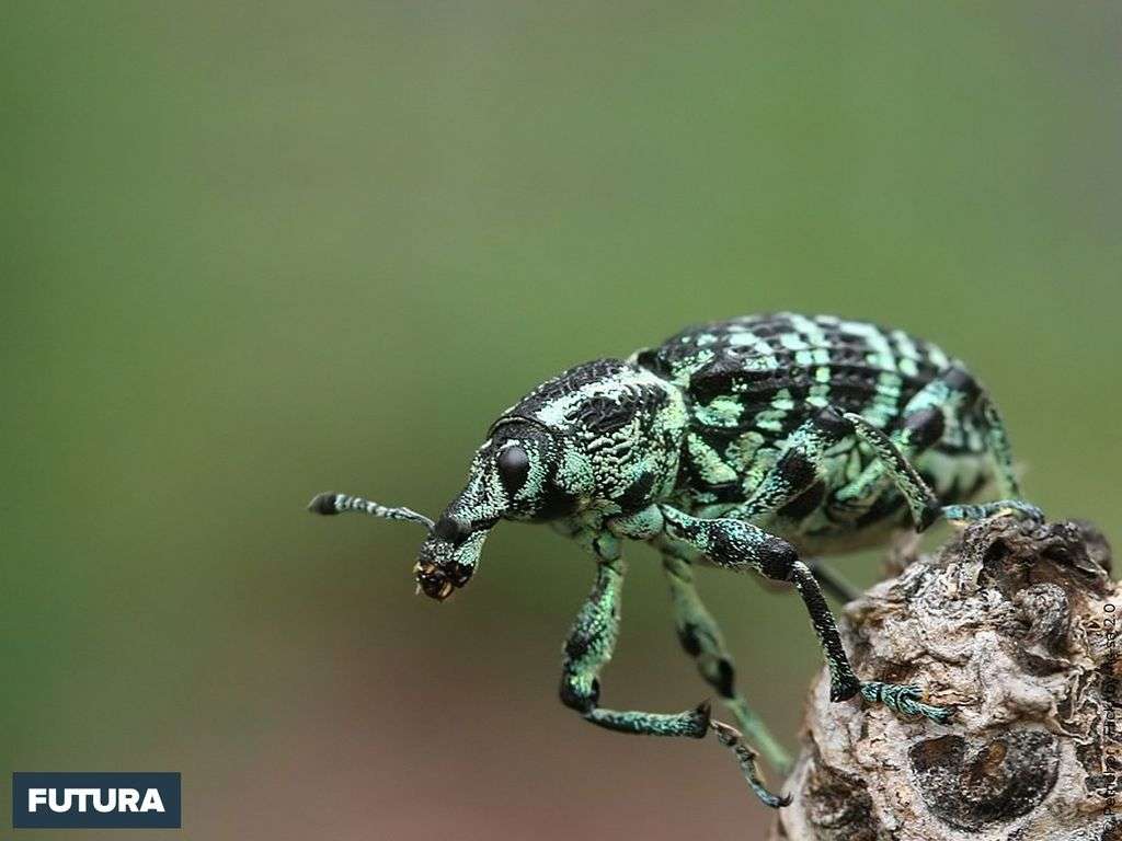 Chrysolopus spectabilis vit dans le sud-ouest de l'Australie Chrysolopus spectabilis vit dans le sud-ouest de l'Australie