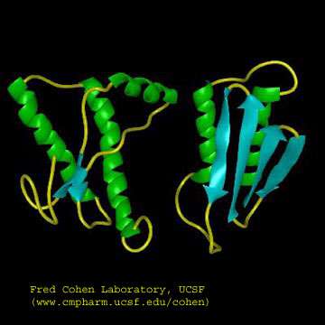 La protéine PrPc normale (à gauche) change de conformation et devient anormale et infectieuse (à droite). © Fred Cohen laboratory/UCSF