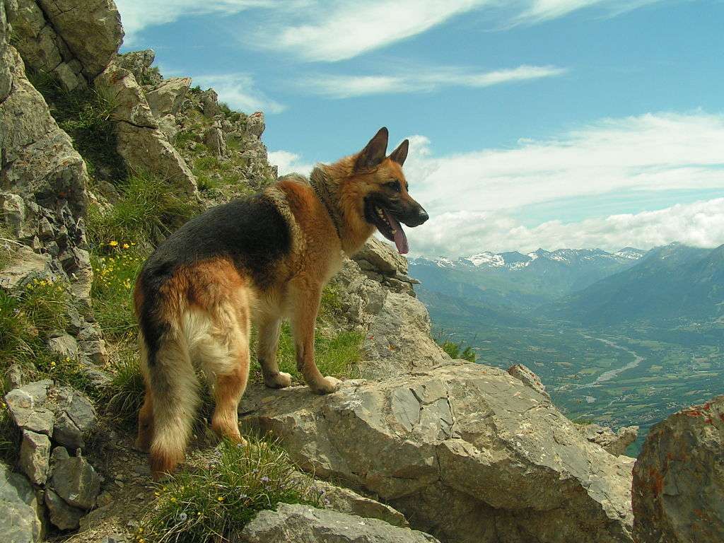 Le berger allemand est un chien qui se fie beaucoup à son flaire. A-t-il pour autant un odorat plus développé que l'Homme ? © Flaurentine, CC by-nc 3.0