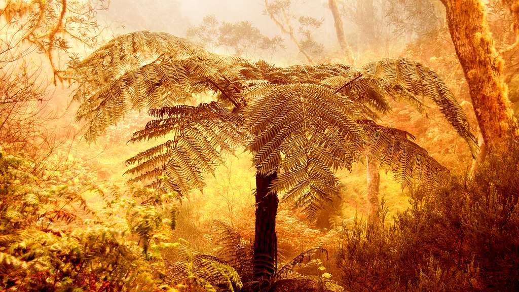 Le parc national de la Réunion : au cœur de la forêt sauvage Le parc national de la Réunion : au cœur de la forêt sauvage