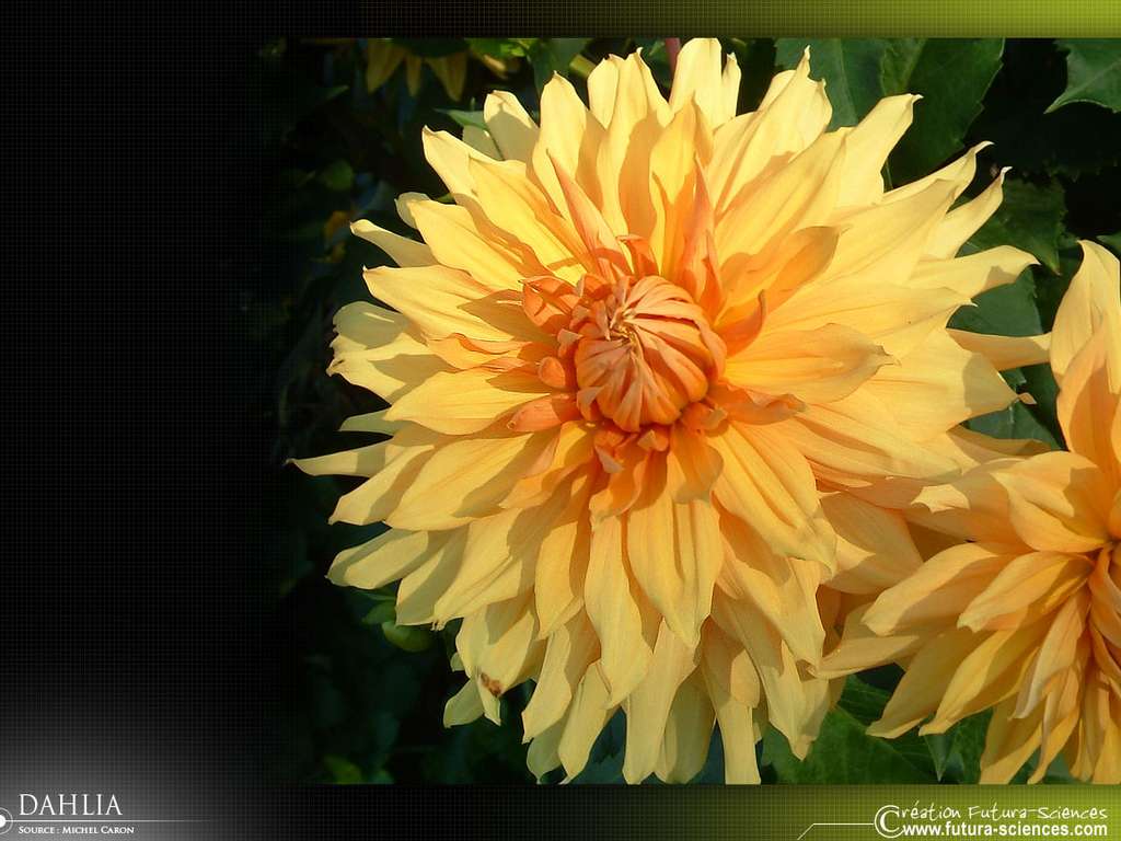 Dahlia jaune Dahlia jaune