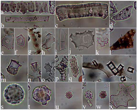Photographies au microscope optique de phytolites de plantes herbacées et ligneuses recueillis dans les sédiments du lac Malawi. L'échelle indiquée par la barre blanche vaut 10 micromètres. © Yost et al., 2018, Journal of Human Evolution
