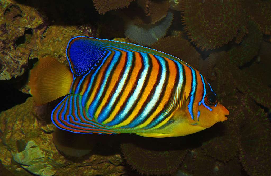 Le poisson ange royal Le poisson ange royal