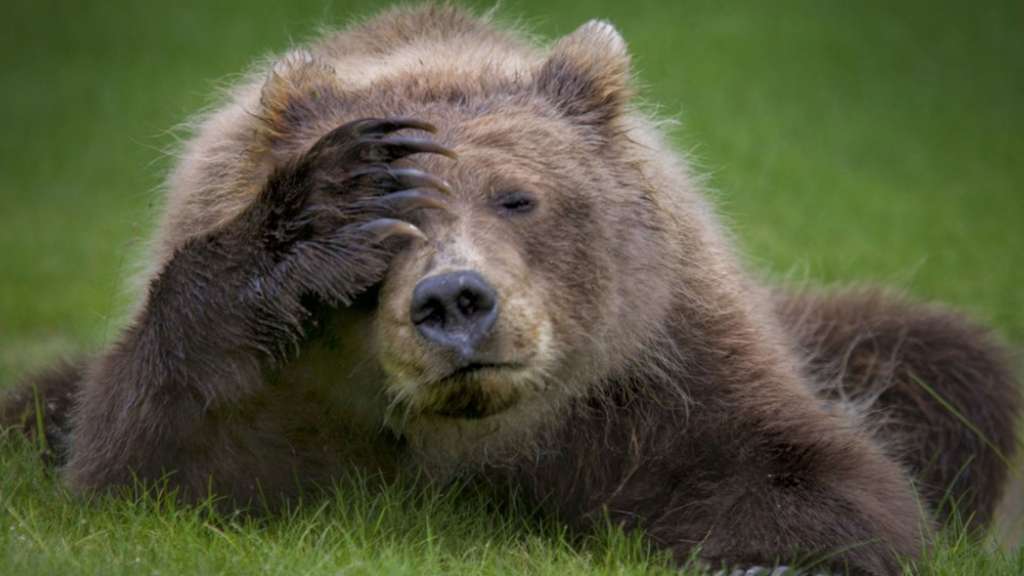 L'ours qui se prenait pour une marmotte L'ours qui se prenait pour une marmotte
