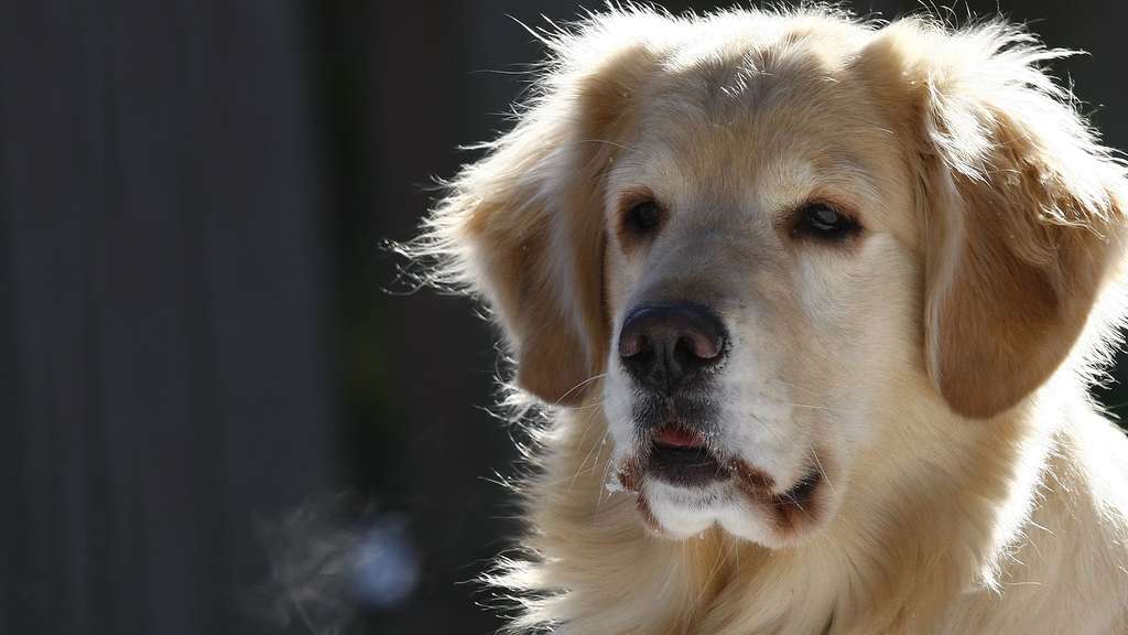 Le golden retriever au pelage d’or Le golden retriever au pelage d’or