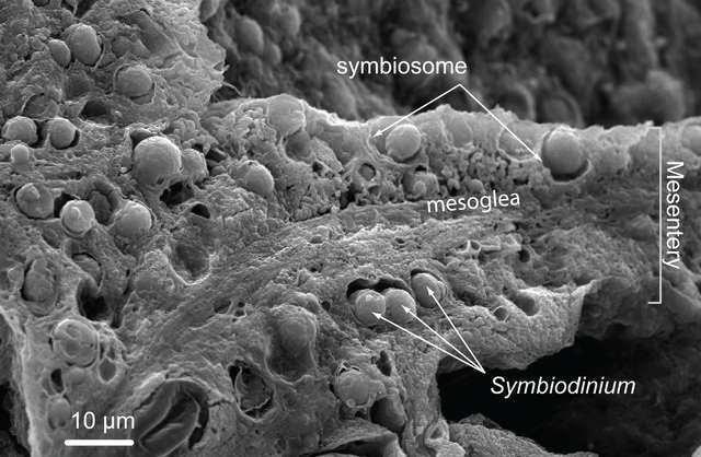 Les algues cellulaires du genre Symbiodinium vivent une relation mutuellement bénéfique dans les tissus (mésentère) d'organismes coralliens, ici, ceux d'un cnidaire : les symbiotes produisent des sucres nutritifs et le corail leur procure un abri et des nutriments essentiels à leur croissance. © Allison M. Lewis, Wikimedia Commons, CC by-sa 4.0