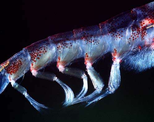 Détail des pattes d'un krill. © Uwe Kils - GNU FDL Version 1.2