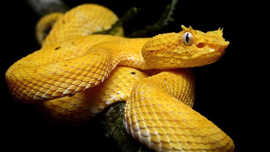 Un serpent un brin coquet Un serpent un brin coquet
