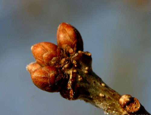 Bourgeon de Quercus robur. © Sten Porse, Creative Commons Attribution-Share Alike 3.0 Unported license