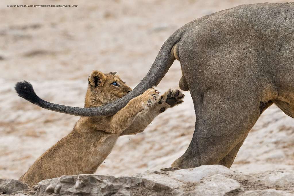 Un jeune lionceau fasciné par ses origines. © Sarah Skinner, Comedy Wildlife Photography Awards