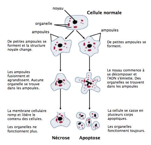 Les différentes étapes de la mort cellulaire : nécrose vs apoptose. © National institute on alcohol abuse and alcoholism, Wikimedia Commons