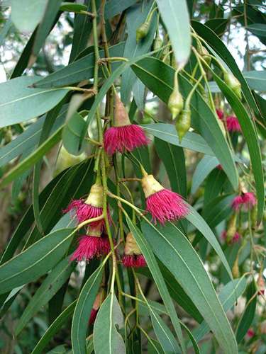 Eucalyptus leucoxylon en fleurs. © Jean Tosti GNU FDL 1.2