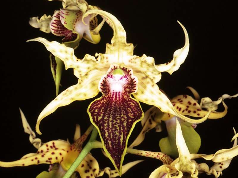 Orchidée Dendrobium Alexanderae Orchidée Dendrobium Alexanderae
