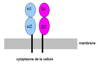 Représentation de la molécule du CMH de classe II. La molécule de CMH de classe II comprend deux polypeptides, un α et un β. © M.-C. Jacquier