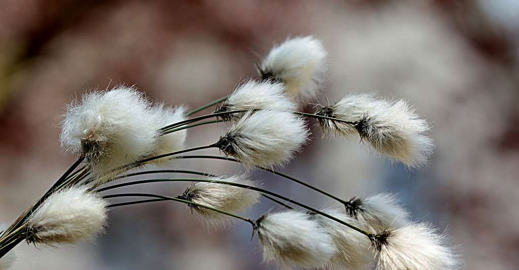 La laine de coton pour l'isolation ? Ici, des fleurs de coton. © Oldiefan, Pixbay, DP