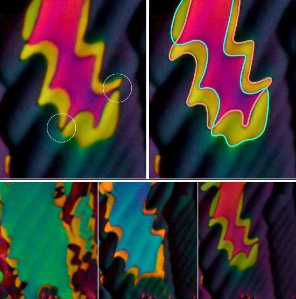 Vues au microscope, les couleurs vives prises par le RM734. © SMRC, Université du Colorado