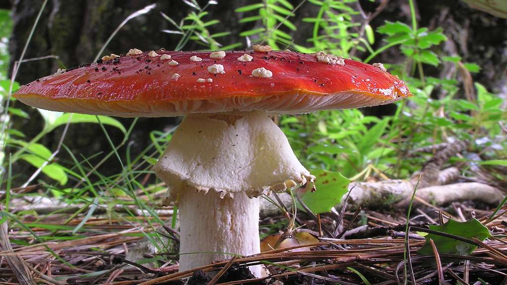 Amanite tue-mouches Amanite tue-mouches