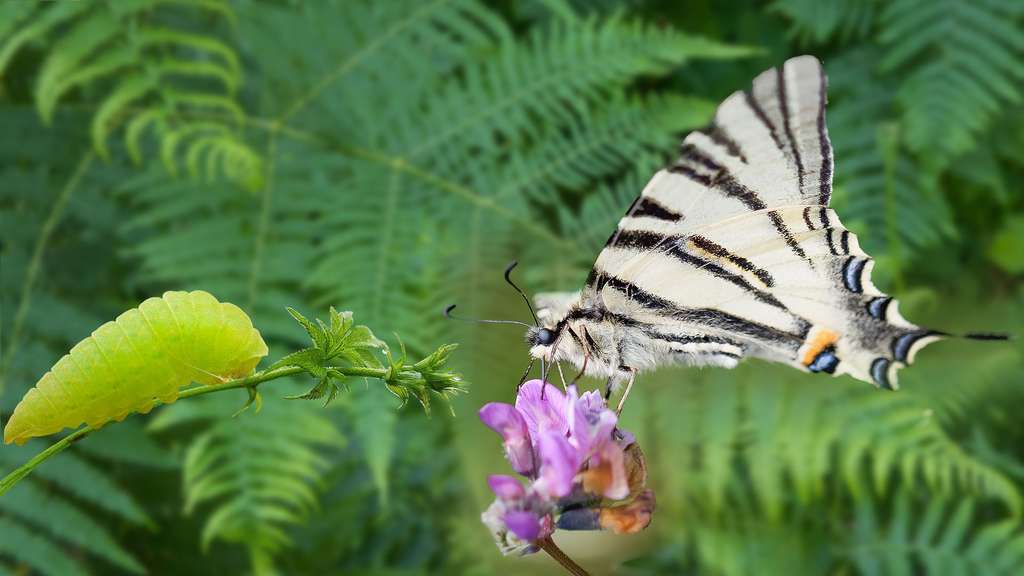 Photo Le Flambe Un Papillon Splendide