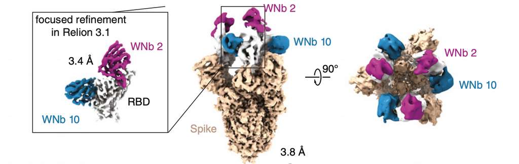 La structure en trois dimensions de deux nano-anticorps WNb2 (en rose) et WNb10 (en bleu) et leur lieu de fixation sur la protéine S (en beige). © Phillip Pymma et al. PNAS