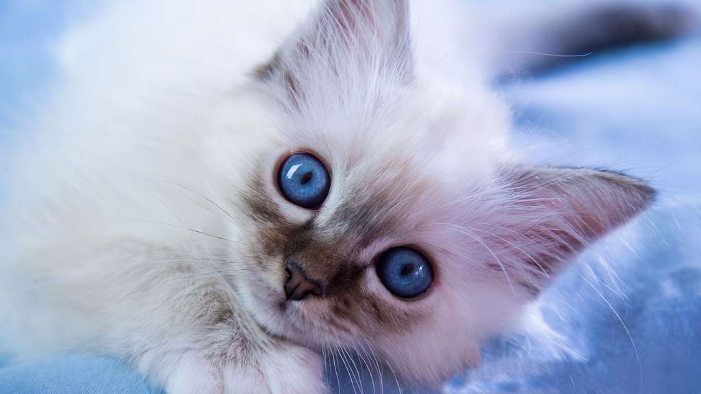 Un chaton à câliner Un chaton à câliner