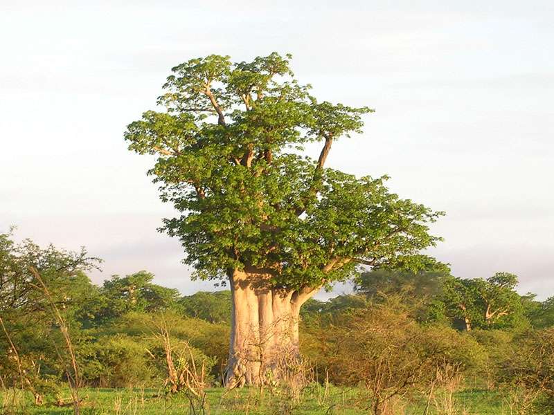 Baobab dans la réserve de Bandia, au Sénégal Baobab dans la réserve de Bandia, au Sénégal