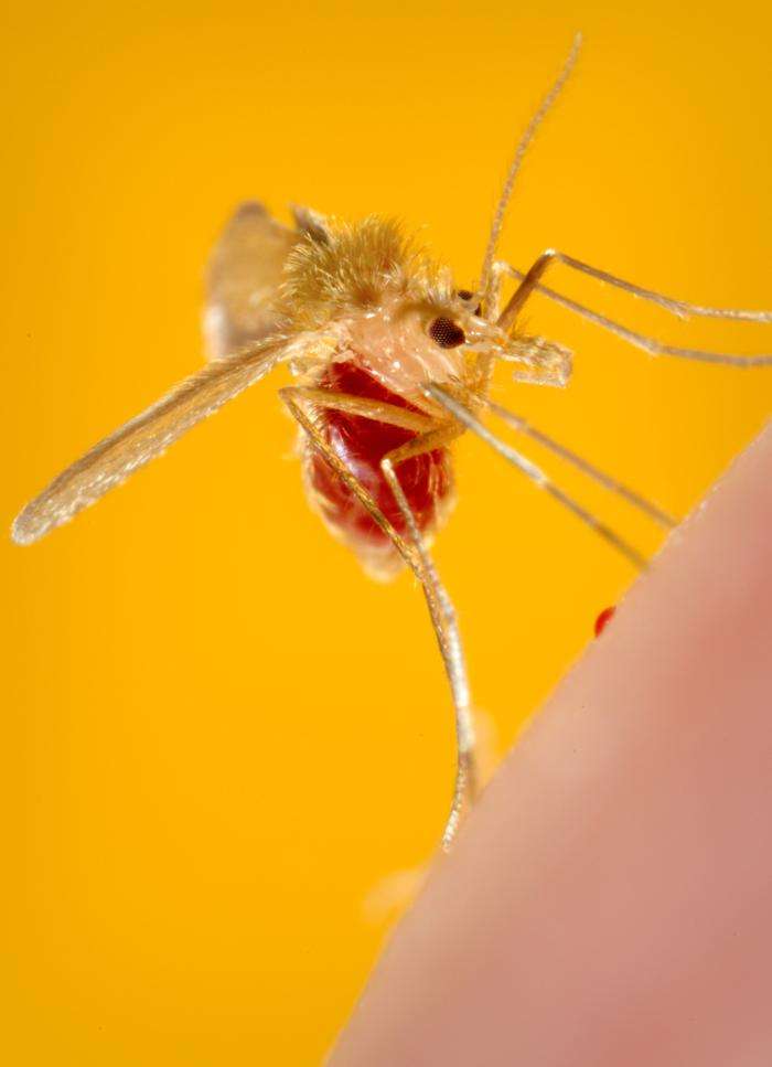 Le phlébotome, un petit moustique, est le vecteur du parasite à l'origine de la leishmaniose. Celui-ci s'est gavé de sang, comme le révèle la couleur de son abdomen, normalement transparent. © Franck Collins, CDC, DP