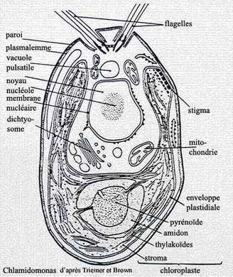 Structure de l'algue, avec l'exemple de Chlamydomonas. © DR