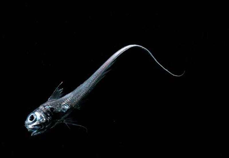 Le grenadier vitrier (Hymenocephalus italicus), un poisson des abysses Le grenadier vitrier (Hymenocephalus italicus), un poisson des abysses