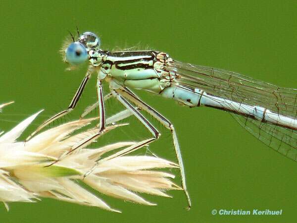 L'Agrion à larges pattes (Platycnemis pennipes), une demoiselle L'Agrion à larges pattes (Platycnemis pennipes), une demoiselle