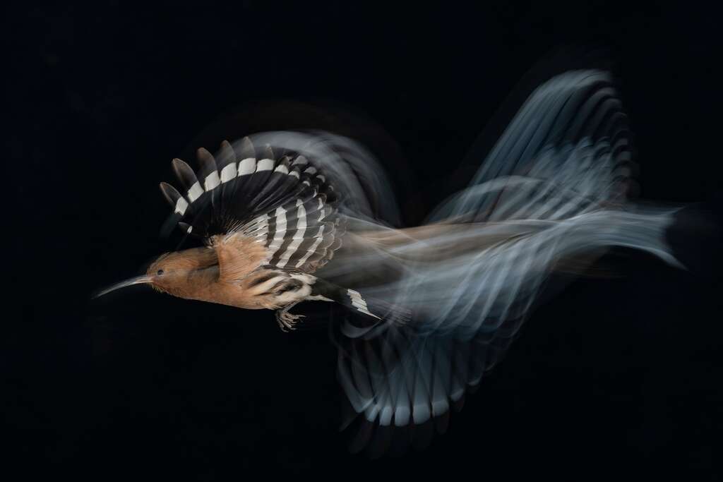 Huppe fasciée (Upupa epops). © Bird Photographer of the Year, Gadi Shmila (Israël)