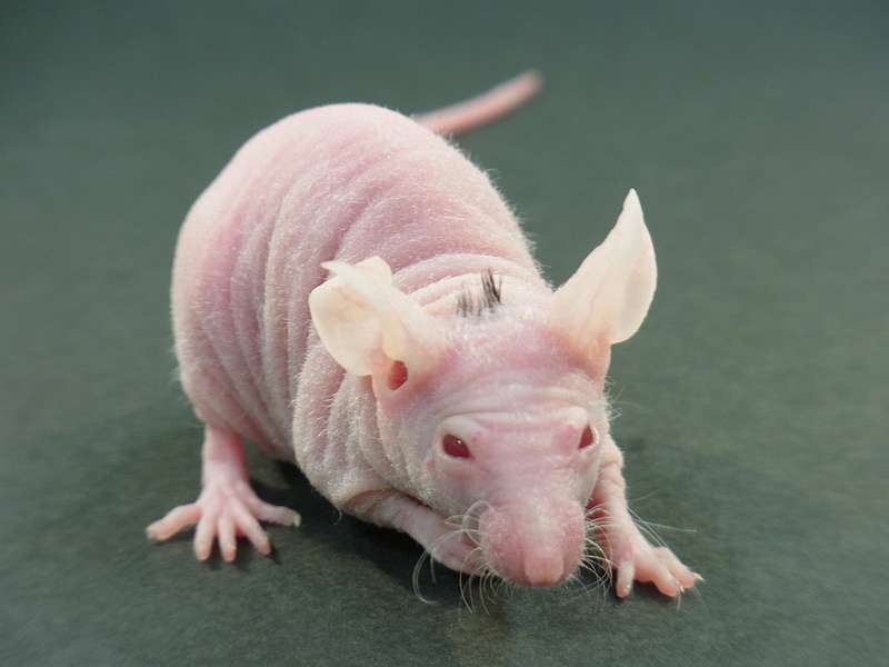 Ces souris sans poils présentent malgré tout quelques cheveux sur le sommet du crâne. Grâce à des cellules souches humaines, on pourrait peut-être rendre leur chevelure à des personnes chauves ! © Tokyo University of Science / T. Tsiuji