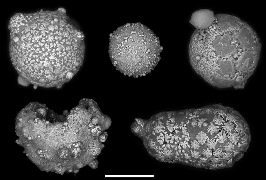 Exemples de sphérules retrouvées en Antarctique et produites par l'explosion d'un astéroïde dans l'atmosphère il y a 2,5 millions d'années. © van Ginneken et al. 2024, Earth and Planetary Science Letters