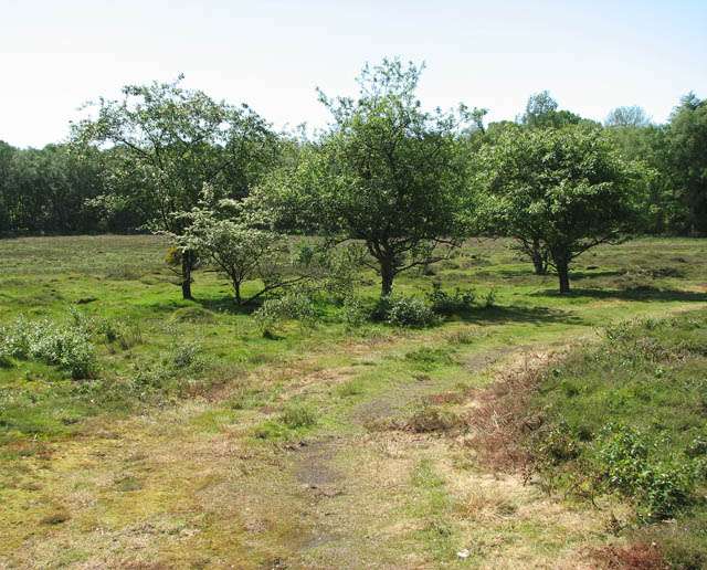 Pommiers sauvages. © geograph.org.uk