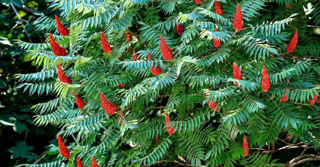 Le sumac de Virginie, ou vinaigrier taille et entretien Dossier